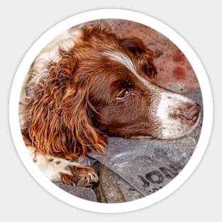 Springer Spaniel Sticker